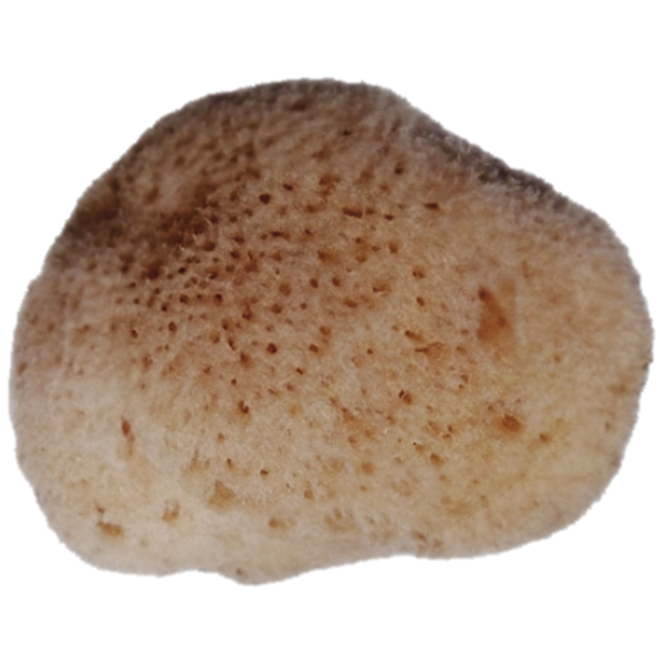 Levant sponge *Pur Natur* 6 cm